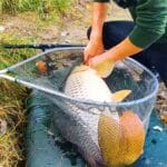 Риболовля на орендованих ставках: хто може ловити безкоштовно в Україні у 2026 році