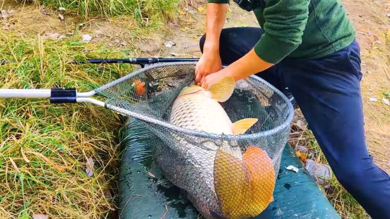 Короп і сазан - один вид риби: пояснення вчених