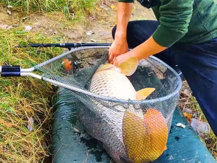 Короп і сазан - один вид риби: пояснення вчених