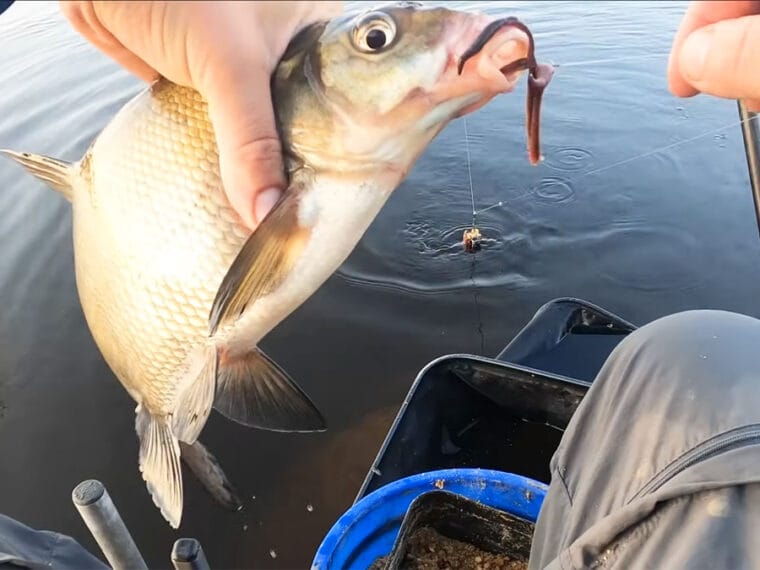 Лещ на Днепре