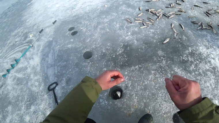 Ловля плотвы на Каменском водохранилище: тактика последнего льда