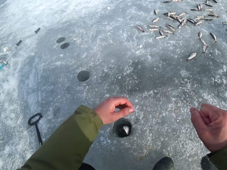 Ловля плотвы на Каменском водохранилище: тактика последнего льда