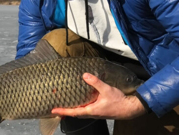 Ловля сазана на Днепре зимой: тактика, снасти и мормышки