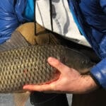 Чому за великої кількості риби на Кременчуцькому водосховищі плітка ігнорує наживку?