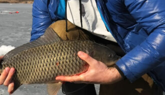 Ловля сазана на Дніпрі взимку: тактика, снасті та мормишки