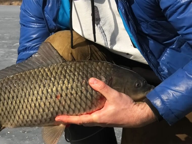 Ловля сазана на Дніпрі взимку: тактика, снасті та мормишки