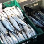 Плотва пошла под Каневом прямо среди льда: на Днепре неожиданно открылся фидерный сезон