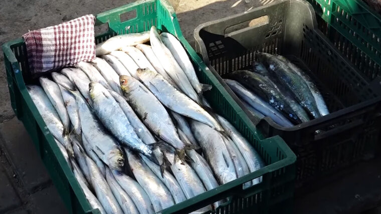 На Дунаї з’явилася перша «дунайка»: у Вилковому та Кілії почалася весняна міграція оселедця