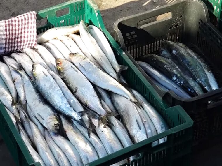 На Дунаї з’явилася перша «дунайка»: у Вилковому та Кілії почалася весняна міграція оселедця