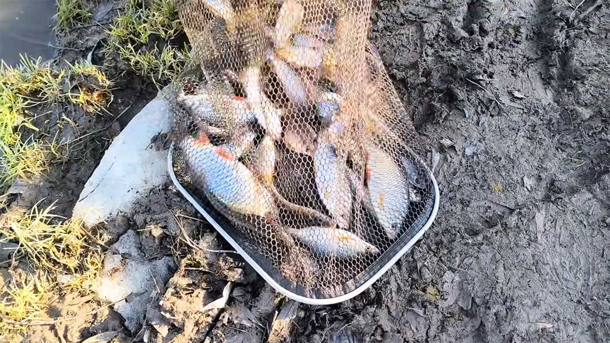 На Южном Буге пошла плотва