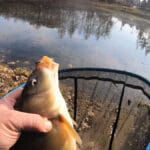 У Черкасах розпочався хід плітки: на що клює і де шукати рибу на Дніпрі