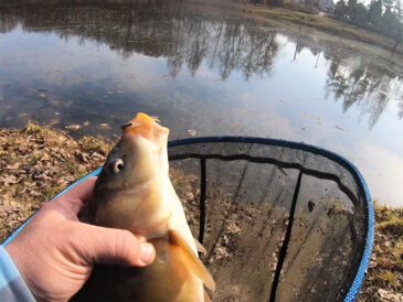 Нерест 2026 в Україні: що зміниться з 1 квітня і де можна ловити