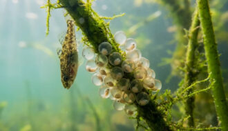 Нерестова заборона 2026 в Україні стартує з 1 квітня: що зміниться для рибалок (строки по областях)