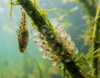 Нерестова заборона 2026 в Україні стартує з 1 квітня: що зміниться для рибалок (строки по областях)