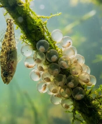 Нерестова заборона 2026 в Україні стартує з 1 квітня: що зміниться для рибалок (строки по областях)