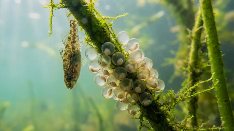 Нерестова заборона 2026 в Україні стартує з 1 квітня: що зміниться для рибалок (строки по областях)