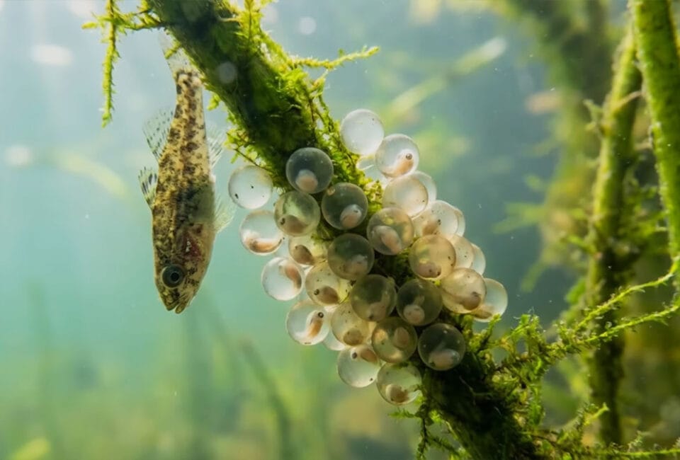 Нерестова заборона 2026 в Україні стартує з 1 квітня: що зміниться для рибалок (строки по областях)