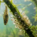 Добавьте в лодочный мотор после зимы и он будет работать без перебоев: секрет, о котором забывают рыбаки