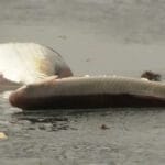 Весняна заборона 2026: коли і де в Україні обмежать риболовлю