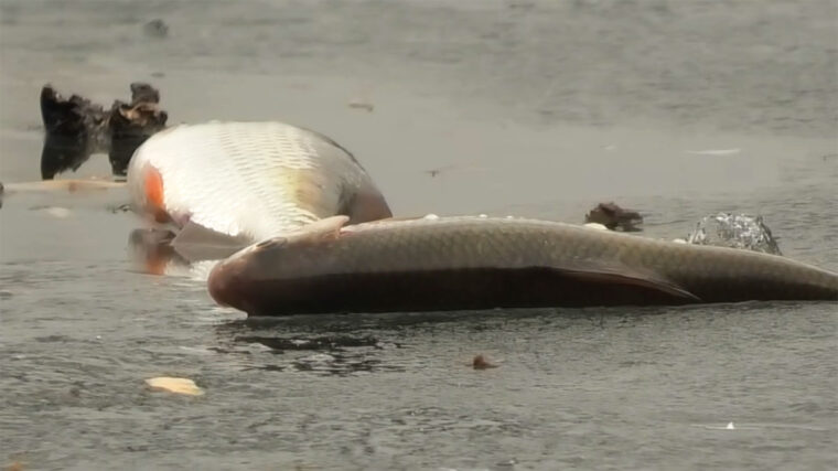 Плітка на Дніпрі: роздача на течії по останньому льоду