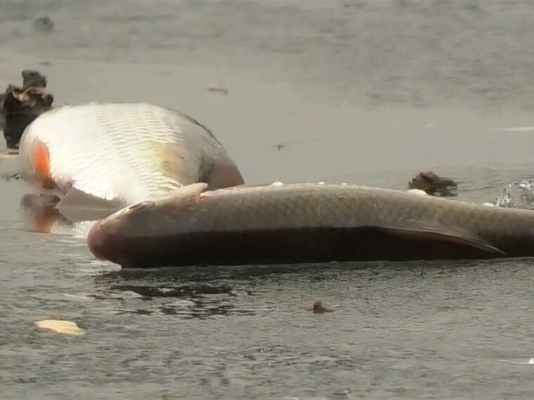 Плітка на Дніпрі: роздача на течії по останньому льоду