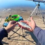 На Дунаї з’явилася перша “дунайка”: у Вилковому та Кілії почалася весняна міграція оселедця