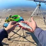 Чи можна ловити рибу під час нересту в Україні