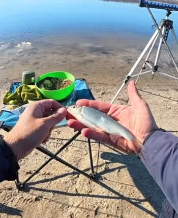 Плітка почала клювати на Дніпрі під Каневом: що працює в крижаній воді