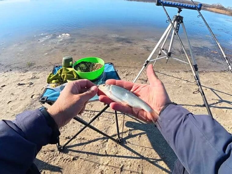 Плітка почала клювати на Дніпрі під Каневом: що працює в крижаній воді