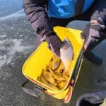 Фидер на Южном Буге в начале марта: анализ низкой активности рыбы и тактика поиска на русловой бровке