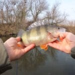 7 редких рыб Украины: что делать рыболову при случайной поимке краснокнижных видов