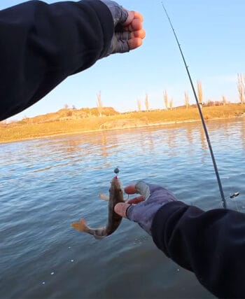 Почему рыба игнорирует силикон в холодной воде: названа ошибка весенней проводки