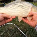 Судак влаштував справжню роздачу біля Канівської ГЕС: аномальне клювання на Дніпрі після сходу криги