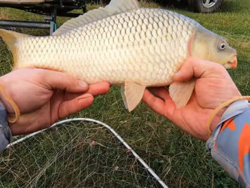 Риболовля на орендованих ставках - хто може ловити безкоштовно
