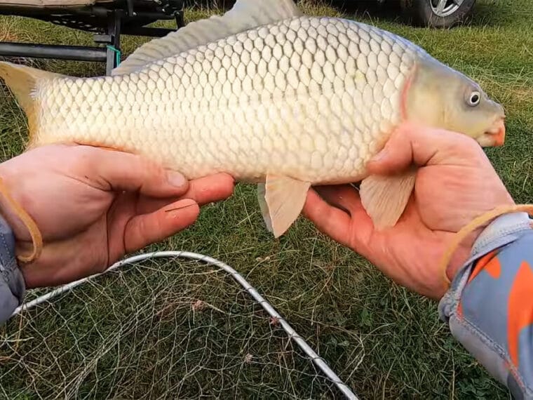Риболовля на орендованих ставках - хто може ловити безкоштовно