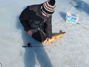 Сазан на Дніпрі: риба вийшла на глибину 2 метри