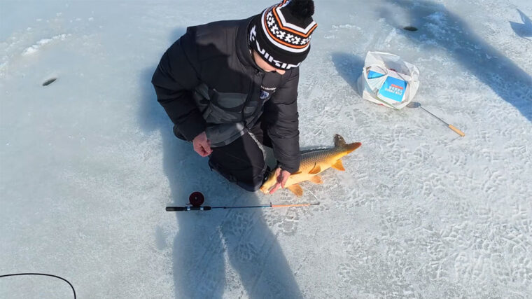 Сазан на Дніпрі: риба вийшла на глибину 2 метри