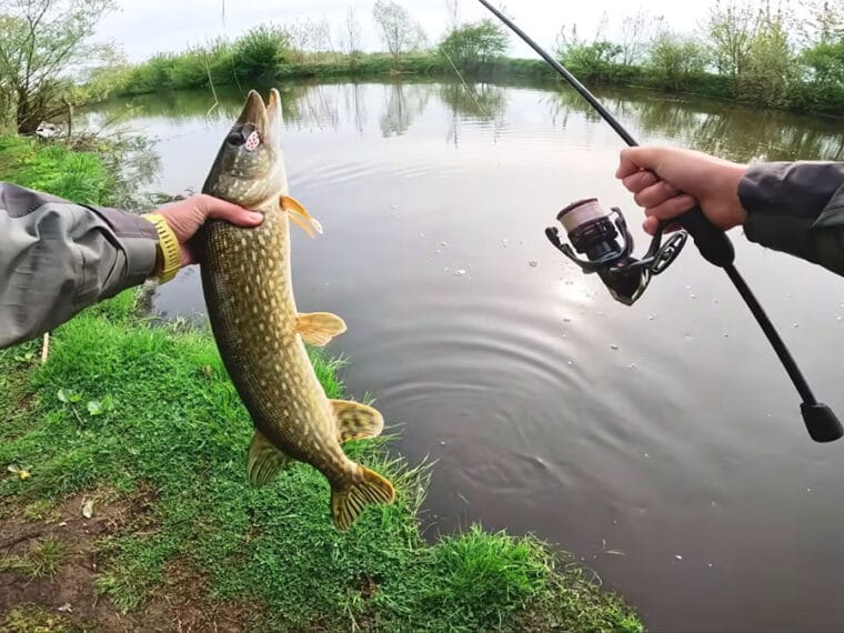 Щука на Дніпрі