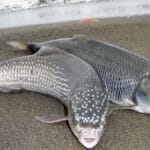 Великий окунь перестав клювати як раніше: вчені знайшли причину