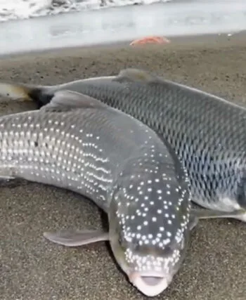 Список риб Червоної книги України: заборони та правила 2026