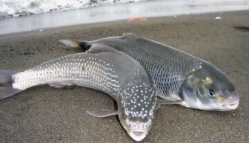 Список риб Червоної книги України: заборони та правила 2026