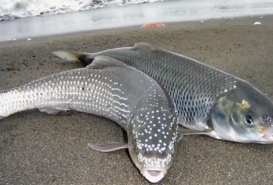 Список рыб Красной книги Украины: запреты и правила 2026