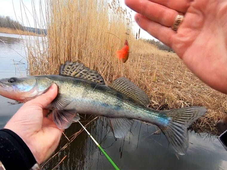 Судак на Дніпрі 2026: пошук за рельєфом, контроль глибини та тактика ловлі