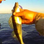 Судак на руслі Канівського водосховища - весняні точки