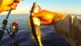 Судак на руслі Канівського водосховища - весняні точки