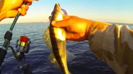 Судак на руслі Канівського водосховища - весняні точки