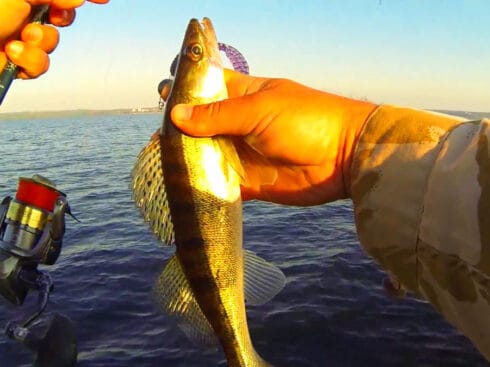 Судак на руслі Канівського водосховища - весняні точки