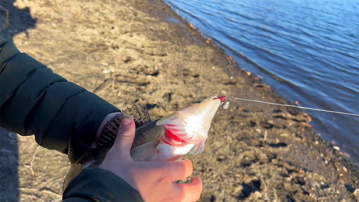 Судак влаштував справжню роздачу біля Канівської ГЕС: аномальне клювання на Дніпрі після сходу криги