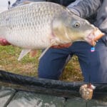 Судак зник на Дніпрі: рибалки в Києві фіксують різкий збій клювання