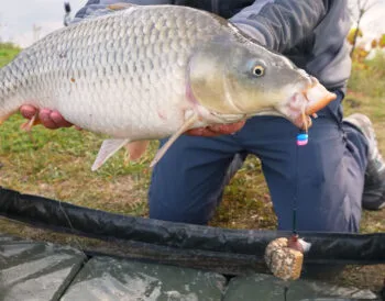 Суперкекс від Фанатик: нова приманка на коропа і карася